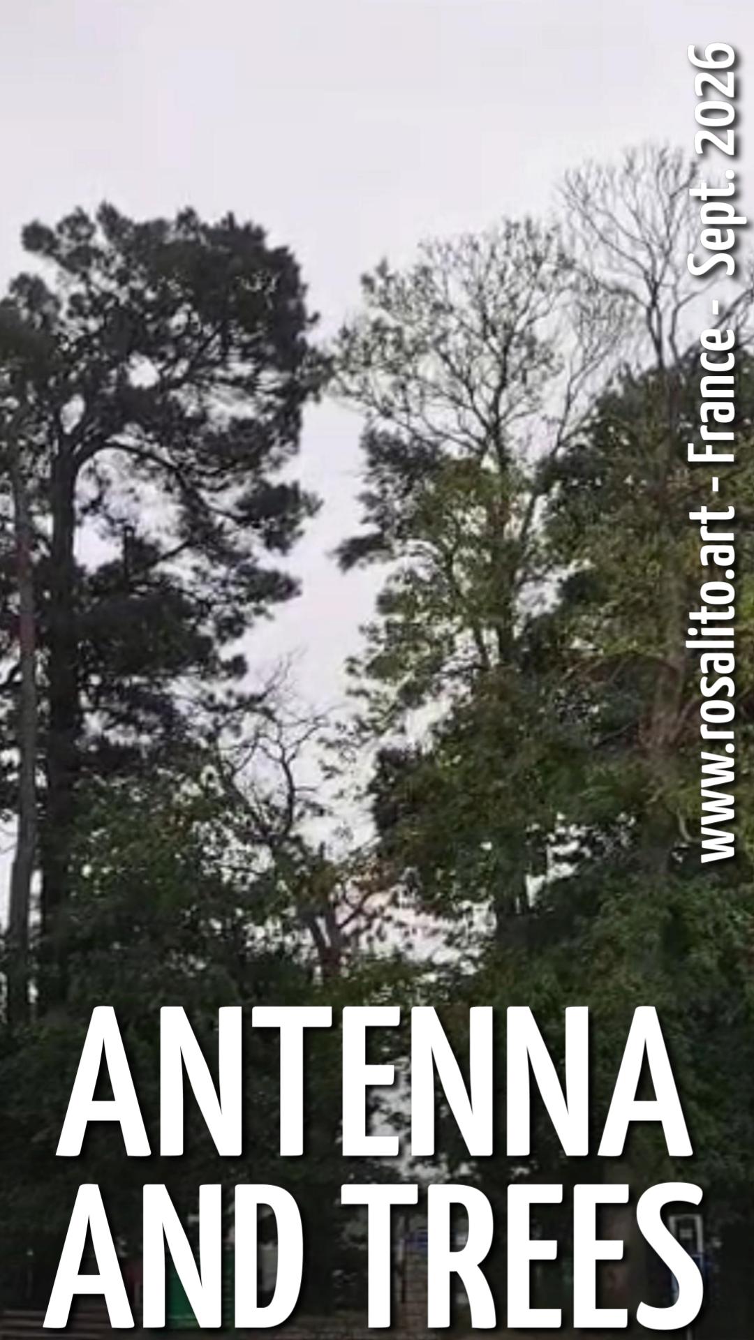 trees