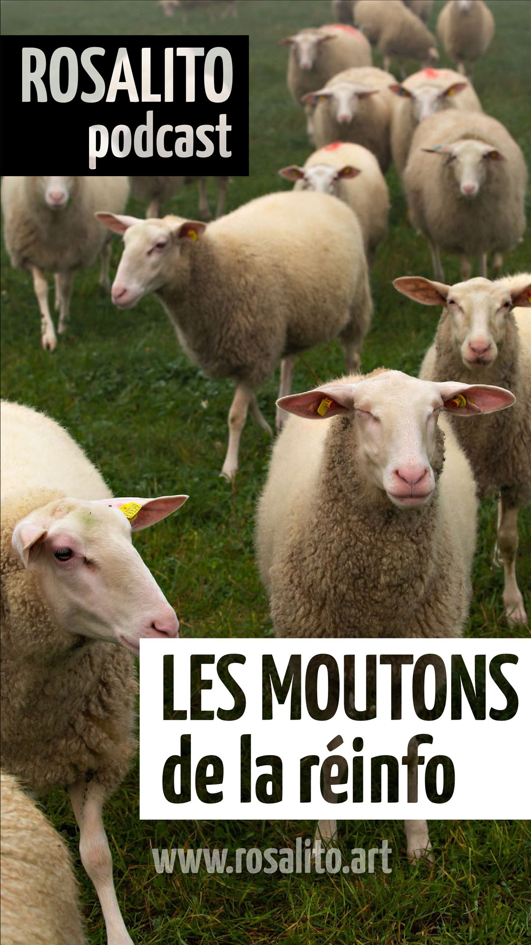 LES MOUTONS de la Réinfo